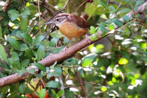 Carolina wren