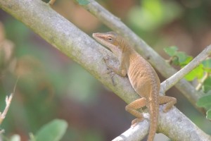 Green anole (brown phase)