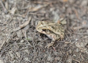 Gulf Coast toad